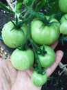 Fresh green tomatoes growing