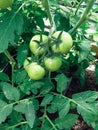 Fresh green tomatoes plant organic vegetable with drops hanging on vine of tomato tree for cooking or tomato juice high in fiber, Royalty Free Stock Photo