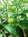 Fresh green tomatoes plant organic vegetable with drops hanging on vine of tomato tree for cooking or tomato juice high in fiber, Royalty Free Stock Photo