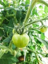 Fresh green tomatoes plant organic vegetable with drops hanging on vine of tomato tree for cooking or tomato juice high in fiber, Royalty Free Stock Photo