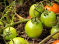 Fresh green tomatoes