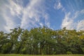 Fresh green tree foliage in the forest