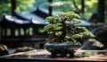 A fresh green tree grows in a Japanese pottery vase generated by AI Royalty Free Stock Photo