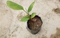 Krachai Boesenbergia rotunda or finger root Thai herbs to prevent COVID 19 on cement floor background