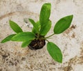 Krachai Boesenbergia rotunda or finger root Thai herbs to prevent COVID 19 on cement floor background