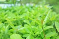 Fresh green tree leaf on blurred background in the summer garden. Close-up nature leaves in field for use in web design or wallpap