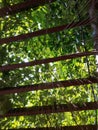 Fresh green tree leaf on blurred background in the summer garden with sun rays. Close-up nature leaves in field for use in web des Royalty Free Stock Photo