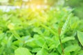 Fresh green tree leaf on blurred background in the summer garden with sun rays. Close-up nature leaves in field for use in web des Royalty Free Stock Photo