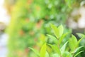 Fresh green tree leaf on blurred background in the summer garden with sun rays. Close-up nature leaves in field for use in web des Royalty Free Stock Photo