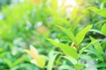 Fresh green tree leaf on blurred background in the summer garden with sun rays. Close-up nature leaves in field for use in web Royalty Free Stock Photo