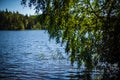 fresh green tree leaves on blue water blur background Royalty Free Stock Photo