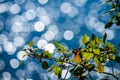 fresh green tree leaves on blue water blur background Royalty Free Stock Photo