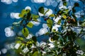 fresh green tree leaves on blue water blur background Royalty Free Stock Photo