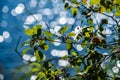 fresh green tree leaves on blue water blur background Royalty Free Stock Photo