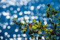 fresh green tree leaves on blue water blur background Royalty Free Stock Photo