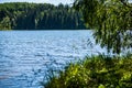 fresh green tree leaves on blue water blur background Royalty Free Stock Photo