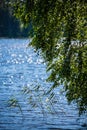 fresh green tree leaves on blue water blur background Royalty Free Stock Photo