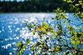 fresh green tree leaves on blue water blur background Royalty Free Stock Photo