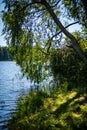 fresh green tree leaves on blue water blur background Royalty Free Stock Photo