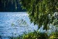 fresh green tree leaves on blue water blur background Royalty Free Stock Photo