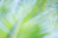 Fresh green tree leaves with frame of natural background.Abstract blur green color for nature background,blurred and defocused Royalty Free Stock Photo