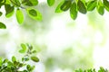 Fresh green tree leaves, frame. Natural background.