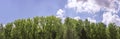 Fresh green treetops on blue sky background. panoramic landscape in spring.