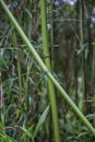 Fresh green tropical bamboo plants