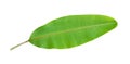 Fresh green tropical banana leaf isolated on white background, path