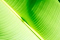 Fresh green tropical banana leaf isolated on white background, path Royalty Free Stock Photo