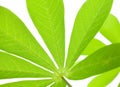 Fresh Green Tropical Cassava Leaf