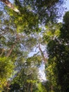 Fresh green tropical forest, jungle overhead view. Tall trees above the head. Looking up the dense trees and branches in Malaysia Royalty Free Stock Photo