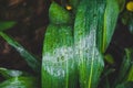 Close-up of fresh green tropical leaves with water drops. Tropical plant, natural background.