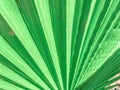 Fresh green tropical palm leaf close up surface texture image as background image. green palmtree