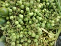Fresh Green Turkey Berry ( Takokak or Terong pipit)  at the market. Royalty Free Stock Photo