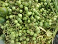 Fresh Green Turkey Berry ( Takokak or Terong pipit) at the market.