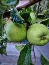 Fresh green two apple on branch in the garden green leaves around, summer season partiality blurred background.