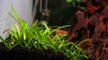 Fresh green underwater grass sagittaria subulata in the aquarium