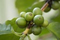 Fresh green unripe coffee beans growing on a plant