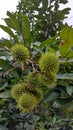 Fresh green unripe group of rambutan fruits on the tree Royalty Free Stock Photo