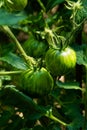 Fresh green unripe tomatoes growing on open fild. Organic Dwarf Damascus Steel tomatoes in garden Royalty Free Stock Photo