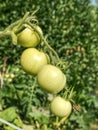 Fresh green unripe tomatoes on the plant. Green Heirloom Tomato Royalty Free Stock Photo