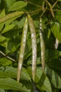 Fresh green unripe vanilla beans hanging on the plant