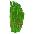Fresh green vector asparagus vegetable stalks tied in a bundle on white