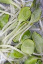 Fresh green vegetable in a bag with water drop Royalty Free Stock Photo