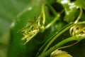 Fresh green vegetable prepare for Thai food green and healthy Royalty Free Stock Photo