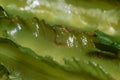 Fresh green vegetable prepare for Thai food green and healthy Royalty Free Stock Photo