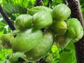 fresh green vegetable star fruits