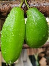 fresh green vegetable star fruits