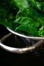 Fresh green vegetables Royalty Free Stock Photo